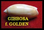 GIBBOSA f. GOLDEN